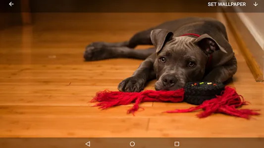 Pitbull Wallpapers screenshot 9