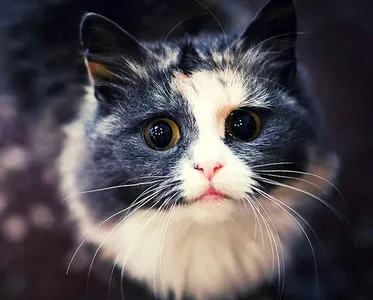 Cat Wallpapers HD screenshot 0