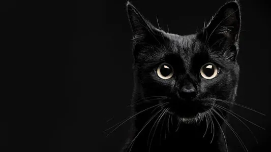 Cat Wallpapers HD screenshot 1