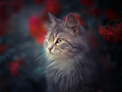 Cat Wallpapers HD screenshot 10