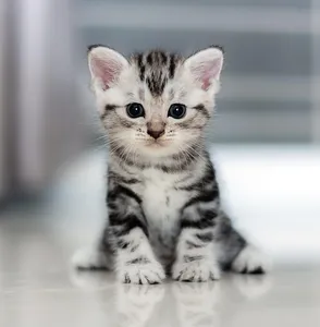 Cat Wallpapers HD screenshot 11