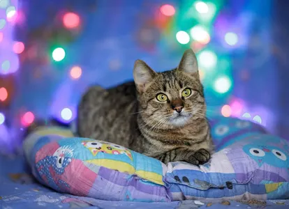 Cat Wallpapers HD screenshot 12