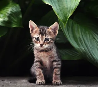 Cat Wallpapers HD screenshot 13