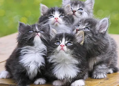 Cat Wallpapers HD screenshot 14