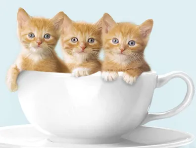 Cat Wallpapers HD screenshot 15