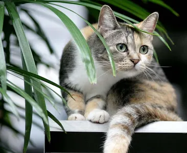 Cat Wallpapers HD screenshot 2