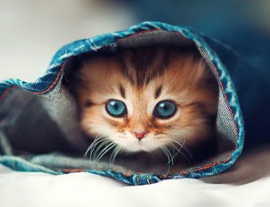 Cat Wallpapers HD screenshot 3