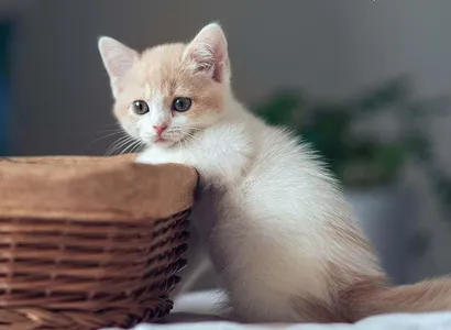 Cat Wallpapers HD screenshot 4