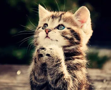 Cat Wallpapers HD screenshot 5