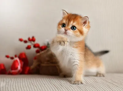 Cat Wallpapers HD screenshot 6
