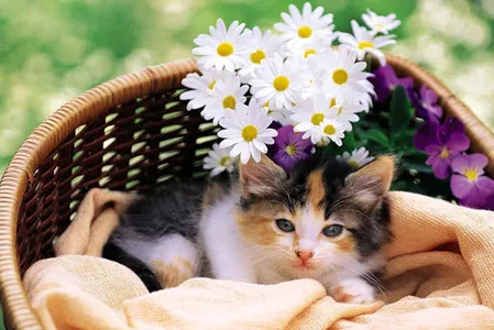 Cat Wallpapers HD screenshot 7