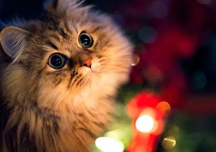 Cat Wallpapers HD screenshot 8