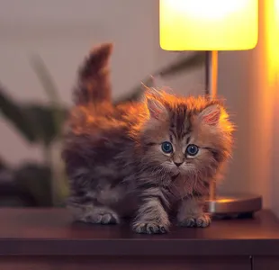 Cat Wallpapers HD screenshot 9