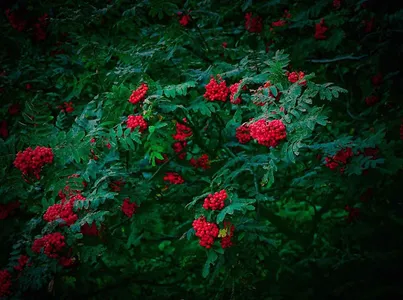 Cherry Wallpapers HD screenshot 11