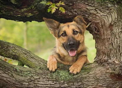 Dog Wallpapers HD screenshot 0