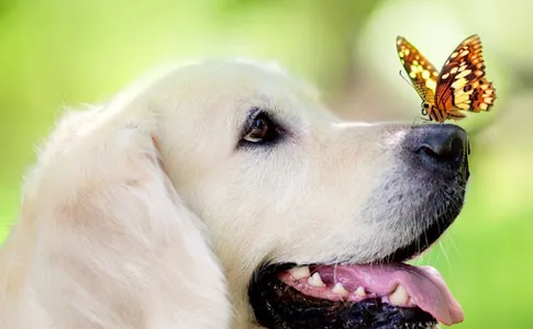 Dog Wallpapers HD screenshot 1