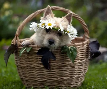 Dog Wallpapers HD screenshot 11