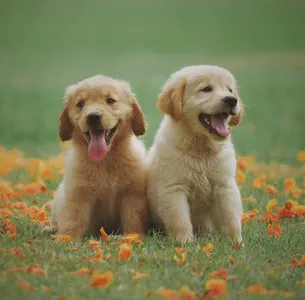 Dog Wallpapers HD screenshot 12