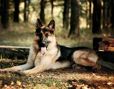 Dog Wallpapers HD screenshot 13