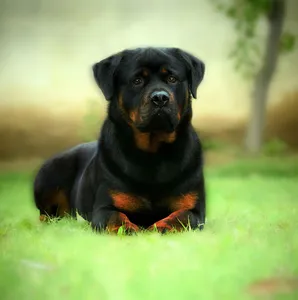 Dog Wallpapers HD screenshot 14