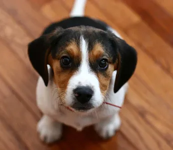 Dog Wallpapers HD screenshot 15