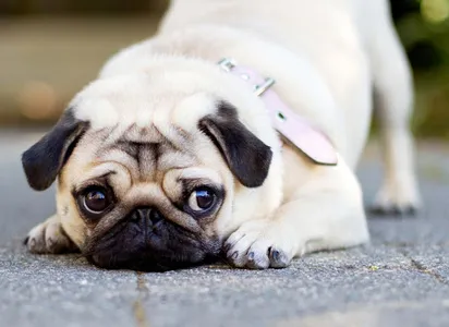 Dog Wallpapers HD screenshot 2