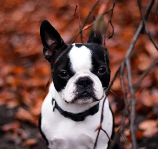 Dog Wallpapers HD screenshot 3