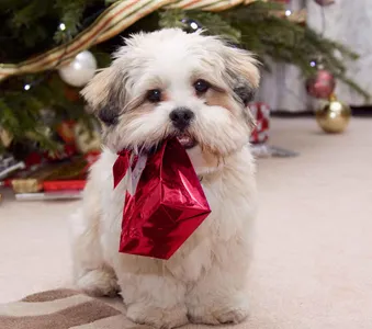 Dog Wallpapers HD screenshot 4