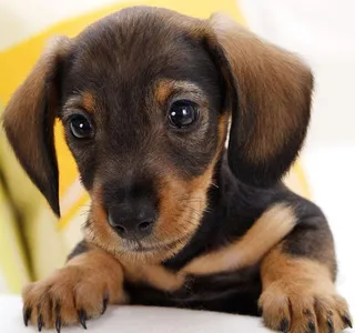 Dog Wallpapers HD screenshot 5