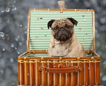 Dog Wallpapers HD screenshot 7