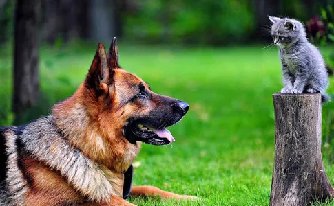 Dog Wallpapers HD screenshot 8