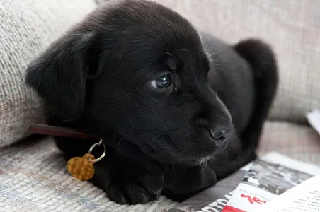 Dog Wallpapers HD screenshot 9