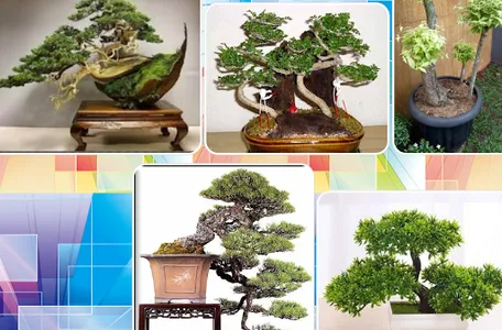 Bonsai flower model screenshot 1