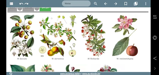 Key vascular plants screenshot 2