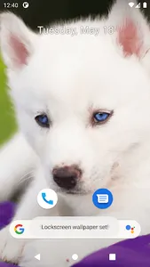 Cute Dog Wallpapers screenshot 1