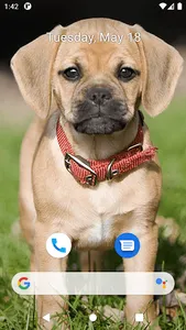 Cute Dog Wallpapers screenshot 7