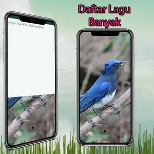 Masteran Selendang Biru Gacor screenshot 0