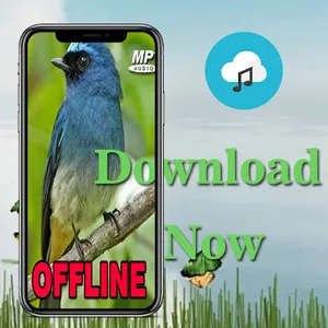 Masteran Selendang Biru Gacor screenshot 3