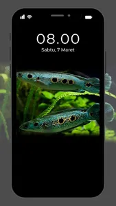 Wallpaper Ikan Channa screenshot 6