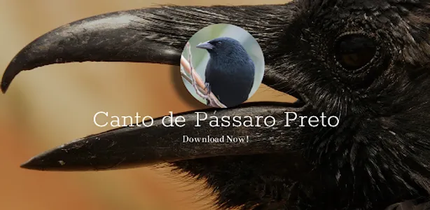 Canto de Pássaro Preto screenshot 5