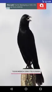Black Bird screenshot 1