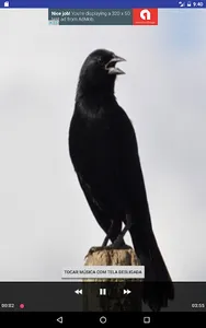 Black Bird screenshot 2