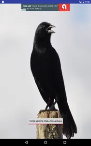 Black Bird screenshot 3