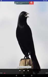 Black Bird screenshot 4