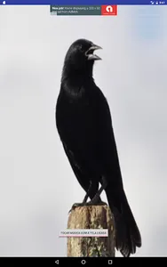 Black Bird screenshot 5