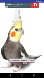 Canto para Calopsitas screenshot 1