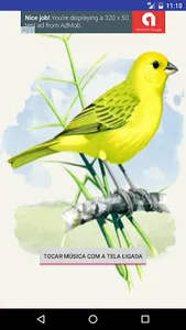 Canto Canário da Terra Fêmea screenshot 1