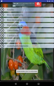 Canto Pássaros Silvestres screenshot 2