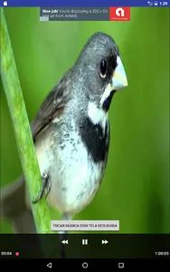 Canto Coleiro Tui Tui screenshot 2