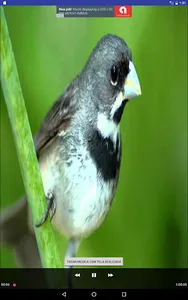 Canto Coleiro Tui Tui screenshot 3